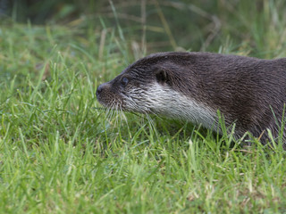 European Otter 003