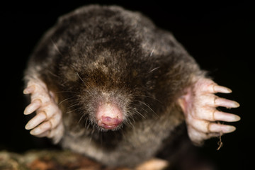 European mole&nbsp;(Talpa europaea) heads and front legs. Dead animal with focus on whiskers, seen from in front