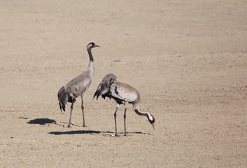  Cranes graze in the agricultural field