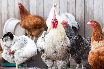 Hens and rooster in the backyard