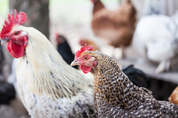 Hens and rooster in the backyard