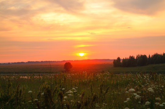 field with green grass against the sunset sky © julietta24