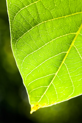Green, abstract composition with leaf texture
