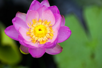 Obraz premium Beautiful, pink water lily from Kew Gardens - beautiful details and colors