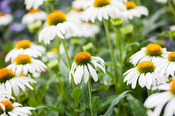 Echinacea purpurea (White Swan) - beautiful flowers with details