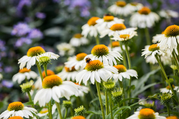 Fototapeta premium Echinacea purpurea (White Swan) - beautiful flowers with details