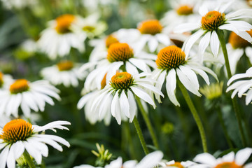 Echinacea purpurea (White Swan) - beautiful flowers with details