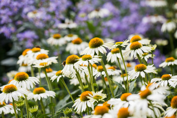 Echinacea purpurea (White Swan) - beautiful flowers with details