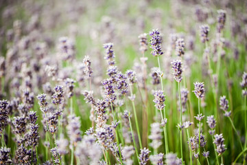 Fototapeta premium Beautiful, colorful lavender field