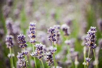 Beautiful, colorful lavender field