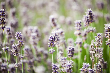 Beautiful, colorful lavender field