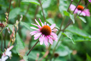 Beautiful echinacea flowers in Kew Gardens, London