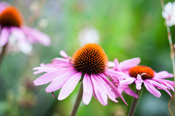 Beautiful echinacea flowers in Kew Gardens, London
