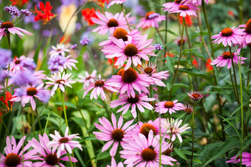Beautiful echinacea flowers in Kew Gardens, London - 123788560