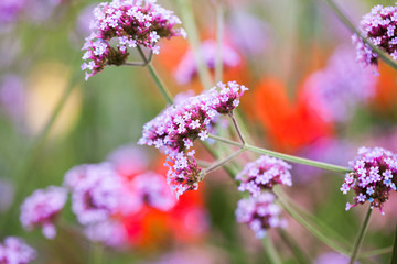 Verbena bonariensis - beautiful flowers in Kew Gardens, London