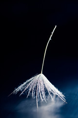 Dandelion seed with details and reflexion on black background