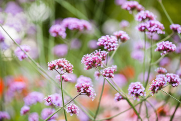 Verbena bonariensis - beautiful flowers in Kew Gardens, London
