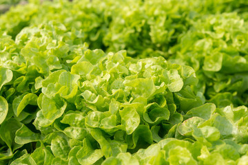 Green Oak salad plant, hydroponic vegetable leaves