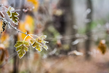 Frozen plants and leaves with details at the end of autumn