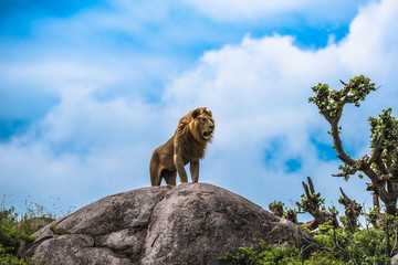 A majestic male lion climbs a rocky outcrop to search for his female mate who has drifted off leaving behind 3 cubs behind on the Serengeti Plains, Tanzania © Harish