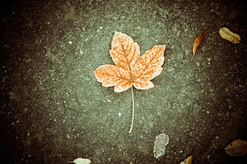 faded leaf on asphalt