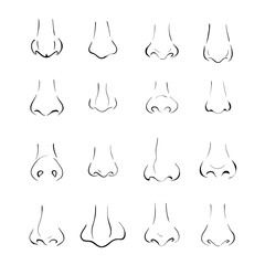 different types of nose - obrazy, fototapety, plakaty