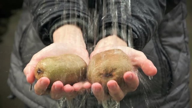 Water flows on fresh kiwi in hands of woman. Vegetables and fruit in human hands. Autumn rain wets the vegetables and fruits in the autumn