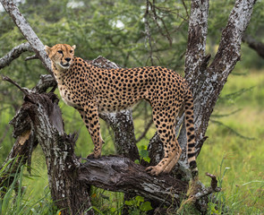 Close up of a Cheetah staring into the distance  on a tree on the Serengeti Plains, Tanzania