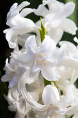 Obraz na płótnie Canvas White hyacinth (Hyacinthus orientale) flowers
