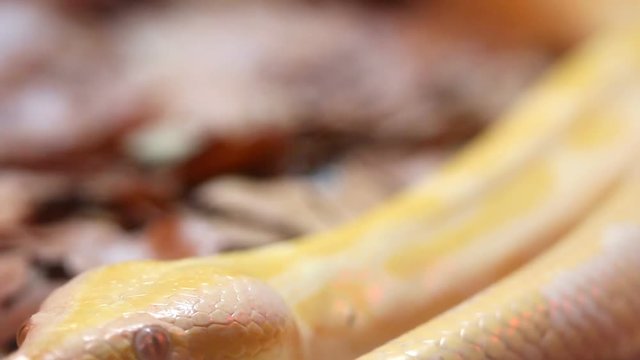 Golden Thai Python (Python bivittatus) snake
