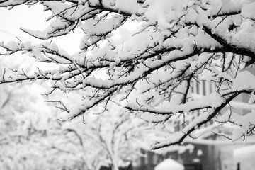 Snowing landscape in the park. Details on the branches