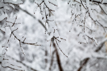 Snowing landscape in the park. Details on the branches