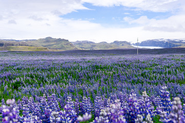 Roadside Iceland