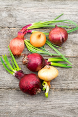 Onions with wood texture