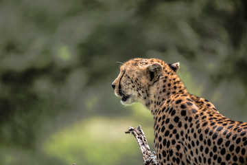 Close up of a Cheetah staring into the distance  on a tree on the Serengeti Plains, Tanzania