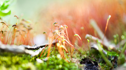 Moss flowers in spring with natural background