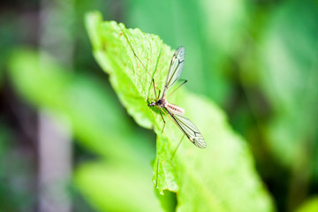 Water mosquito on a green leaf
