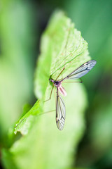 Water mosquito on a green leaf