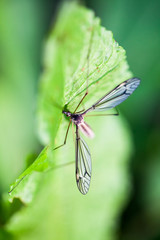 Water mosquito on a green leaf