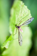 Water mosquito on a green leaf