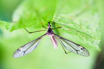 Water mosquito on a green leaf