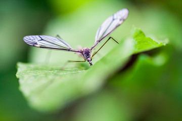 Fototapeta na wymiar Water mosquito on a green leaf