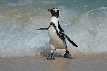 Poster An African penguin (Spheniscus demersus) running on beach, Western Cape, South Africa . © EcoView