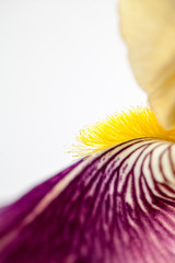 Beautiful iris flower with details