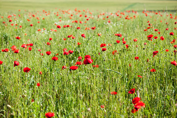 Fototapeta premium Field with poppies (Papaver rhoeas)