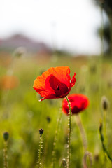 Fototapeta premium Field with poppies (Papaver rhoeas)