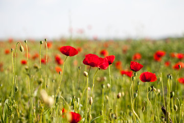 Fototapeta na wymiar Field with poppies (Papaver rhoeas)