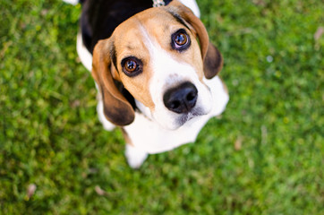 Beagle dog looking to the camera