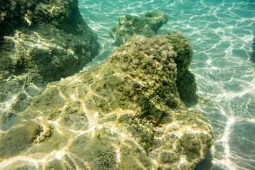 Underwater texture and fauna in Ionian sea, Zakynthos, Greece