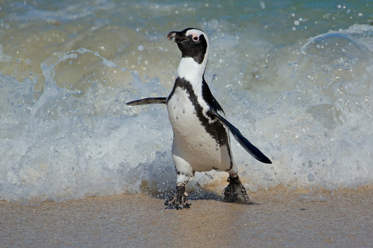 An African Penguin (Spheniscus Demersus) Running On Beach, Western Cape, South Africa .